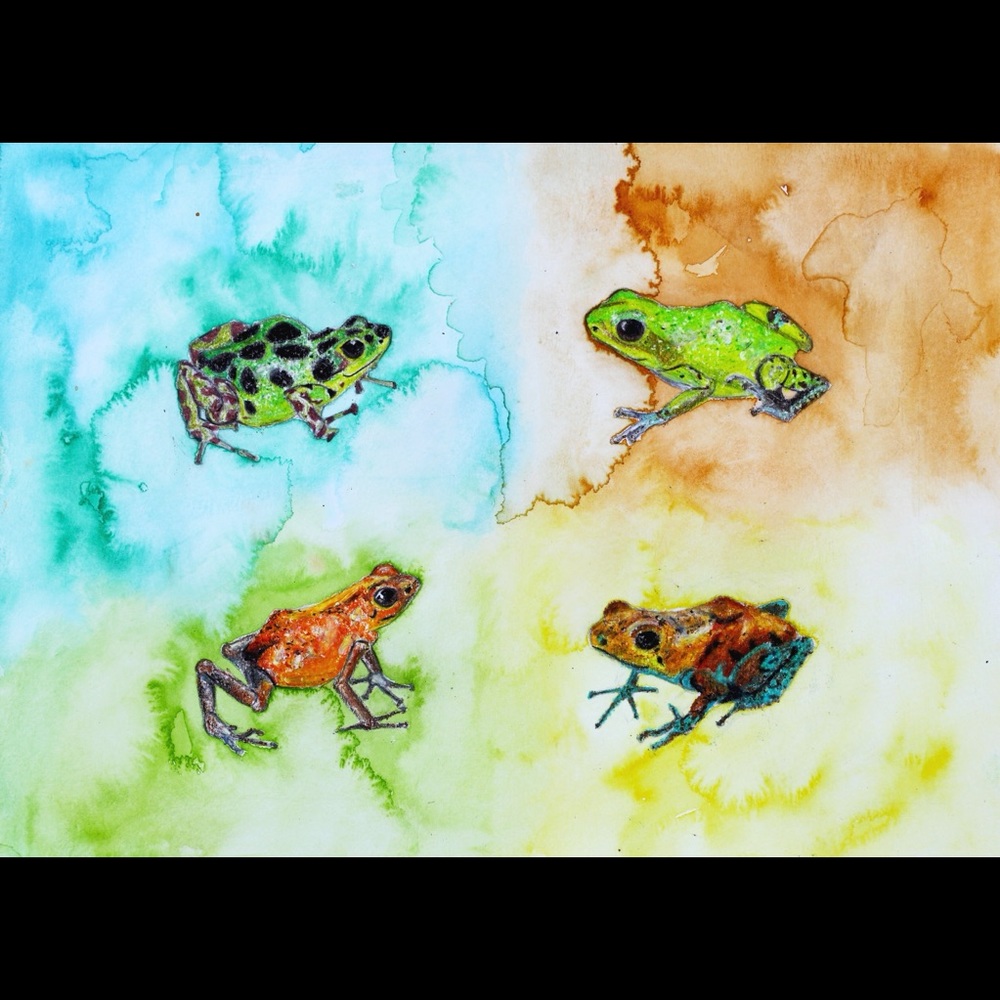 Poison Dart Frogs Art Print Watercolor Painting Tropical Home Decor Colorful - Picture 5 of 9